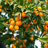 Heirloom kumquat seeds suitable for containers, patios, and outdoor planting.