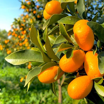 Sweet kumquat fruit seeds for growing compact citrus trees in home gardens.