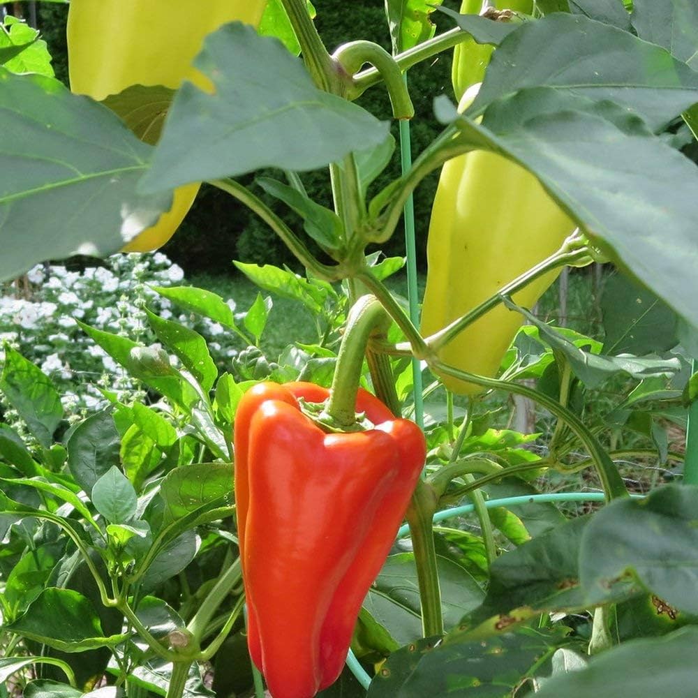 Sweet Marconi Pepper seeds for home gardens
