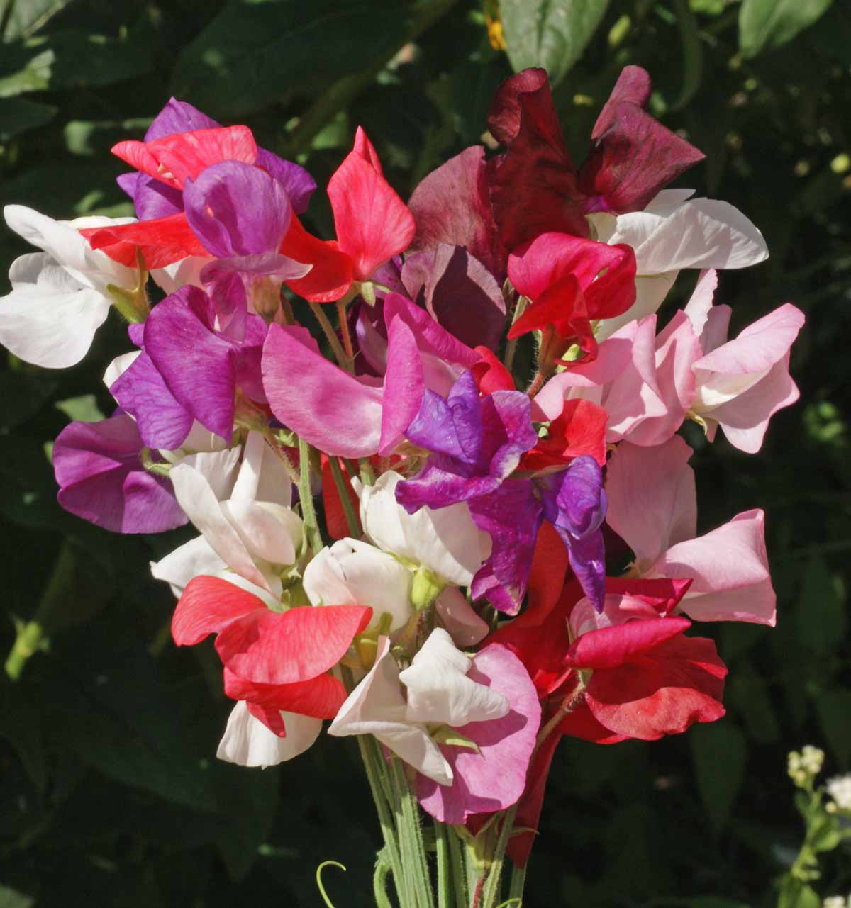 Fragrant Sweet Pea flowers growing on a garden trellis