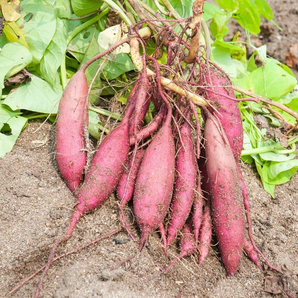 Healthy Ipomoea batatas Sweet Potato plant showing vigorous vine growth