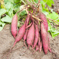 Healthy Ipomoea batatas Sweet Potato plant showing vigorous vine growth