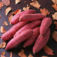 Non-GMO sweet potato vegetable seeds ready for warm season planting