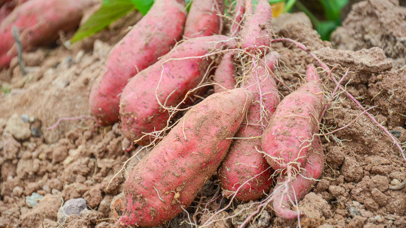 Sweet potato seeds sprouting young plants