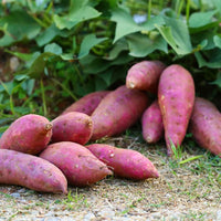 Heirloom sweet potato vegetable seeds for home garden planting
