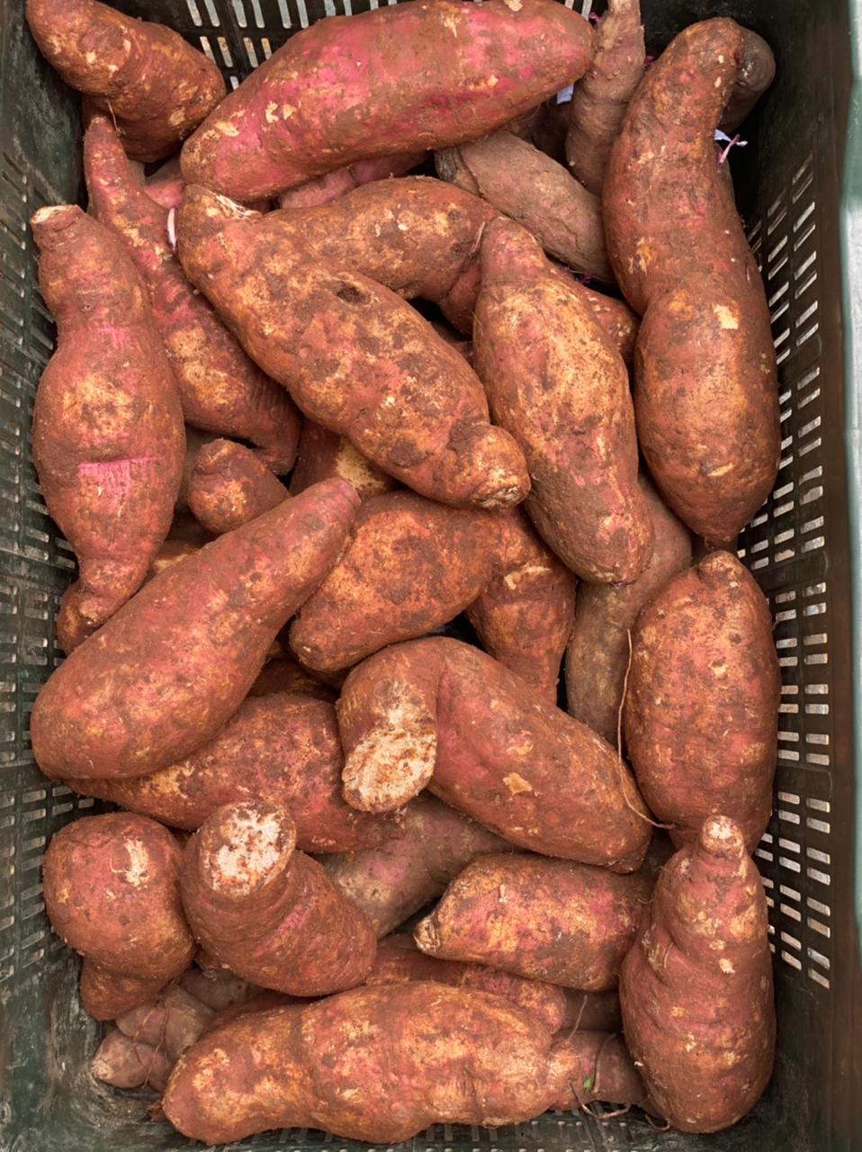 Sweet Potato Vines Growing in Home Vegetable Garden