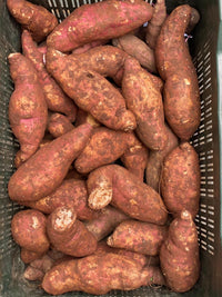 Sweet Potato Vines Growing in Home Vegetable Garden