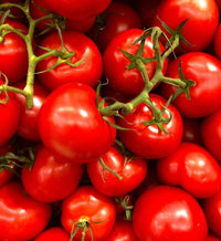 Sweet Heidi tomatoes ripening on vine