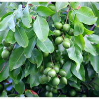 Heirloom Sweet Spanish Lime tree seeds for containers and outdoor growing.