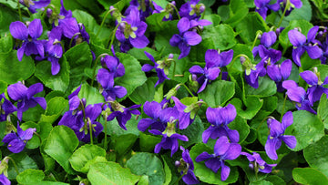 Heirloom Viola Odorata Flower seeds for Planting Perfect for Borders Heirloom & GMO Free Seeds for Home Garden