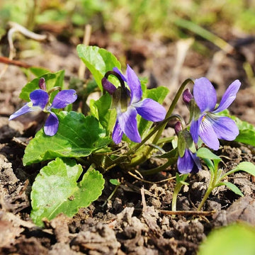 Sweet Violet Viola odorata flower seeds for garden planting
