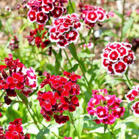 Colorful Sweet William flowers blooming in a garden