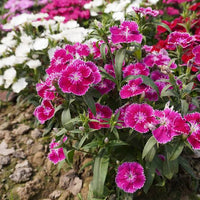 Colorful Sweet William Dianthus flowers in bloom