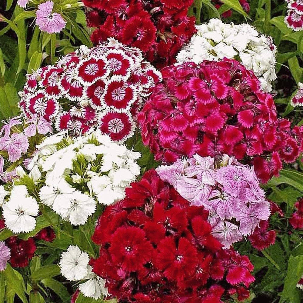 Sweet William Dianthus flower seeds for garden planting