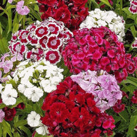 Sweet William flower seeds for garden planting