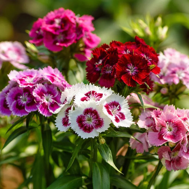 Sweet William Dianthus Flower Seeds – Colorful Clustered Blooms for Gardens