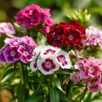 Sweet William Dianthus Flower Seeds – Colorful Clustered Blooms for Gardens