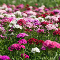 Sweet William Flower Seeds – Colorful Fragrant Blooms for Garden Planting