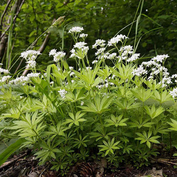 Sweet Woodruff flower seeds for planting in shaded home gardens