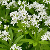 Sweet Woodruff Galium Odoratum Growing in Garden