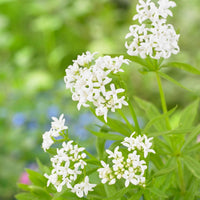 Sweet Woodruff flower seeds for planting in shaded home gardens.