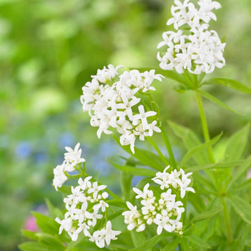 Sweet Woodruff flower seeds for planting in shaded home gardens.