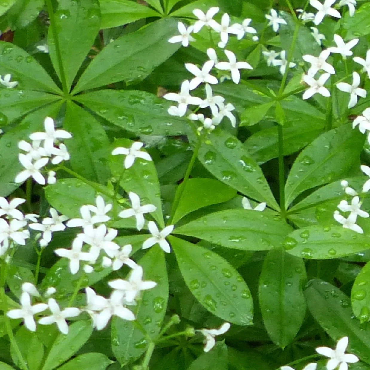 Sweet Woodruff seeds for ornamental ground cover and shade garden planting.