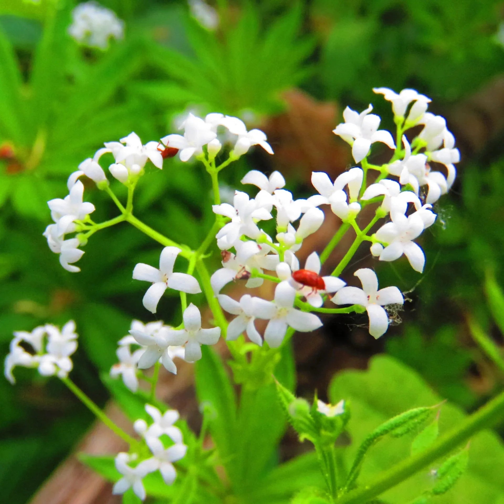 Sweet Woodruff Herb Seeds for Planting