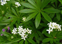 Sweet Woodruff ground cover with delicate white flowers in a shade garden