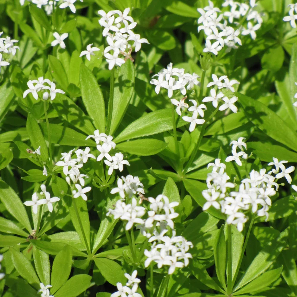 Sweet Woodruff Green Foliage and White Flowers