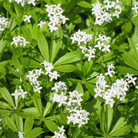 Sweet Woodruff Green Foliage and White Flowers