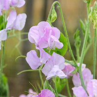 Lavender Sweet Pea Flower Seeds for Planting Wildflower Mix Heirloom & GMO Free Seeds for Home Garden
 
 Sale
