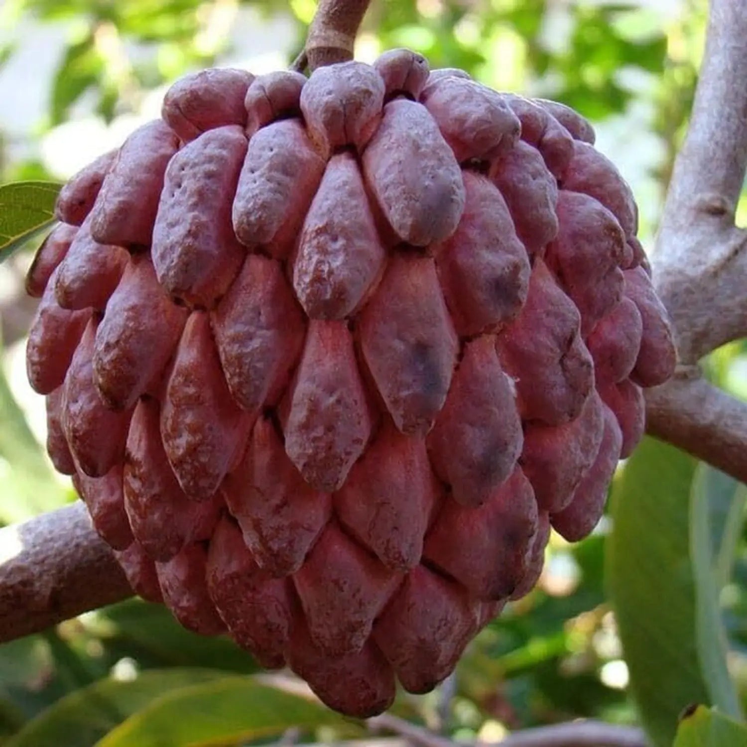 Fresh Sweetsop Sugar Apple Fruit on Tree