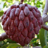 Fresh Sweetsop Sugar Apple Fruit on Tree