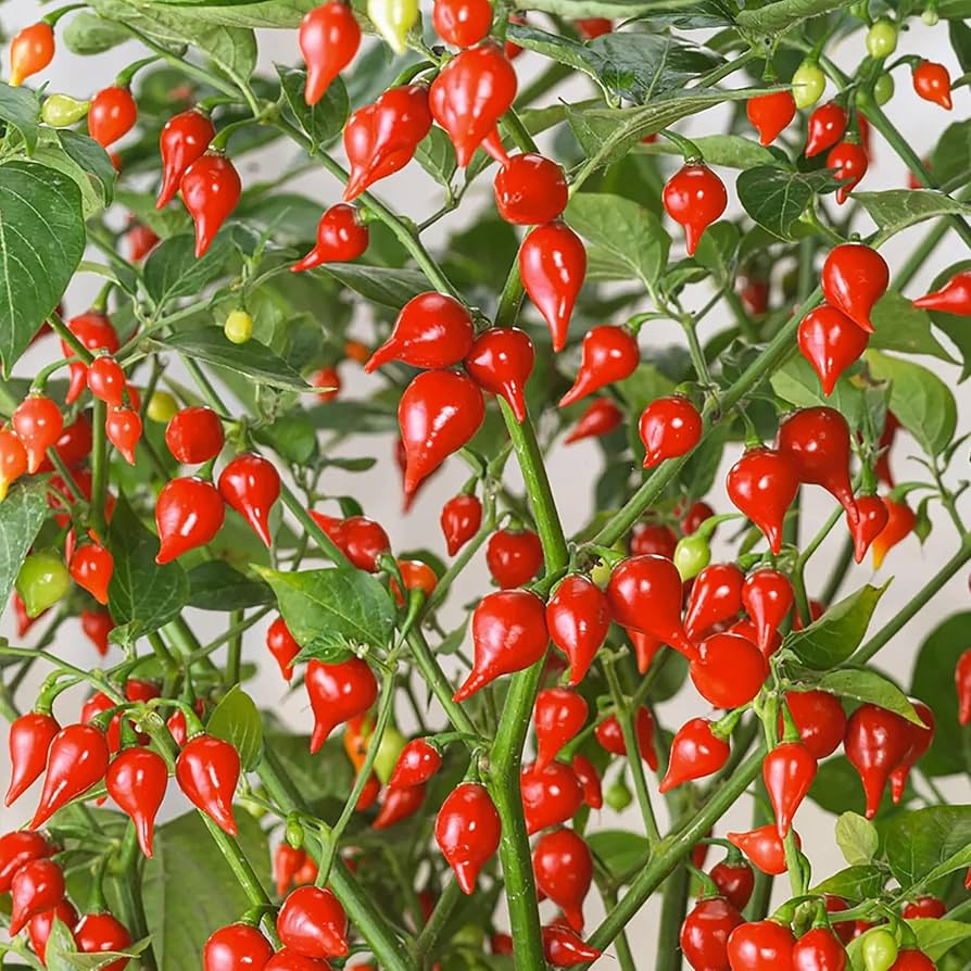 Sweety Drop Pepper seeds for planting in home gardens and raised beds.