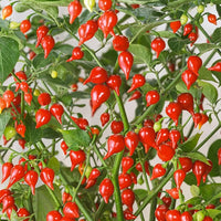 Sweety Drop Pepper seeds for planting in home gardens and raised beds.