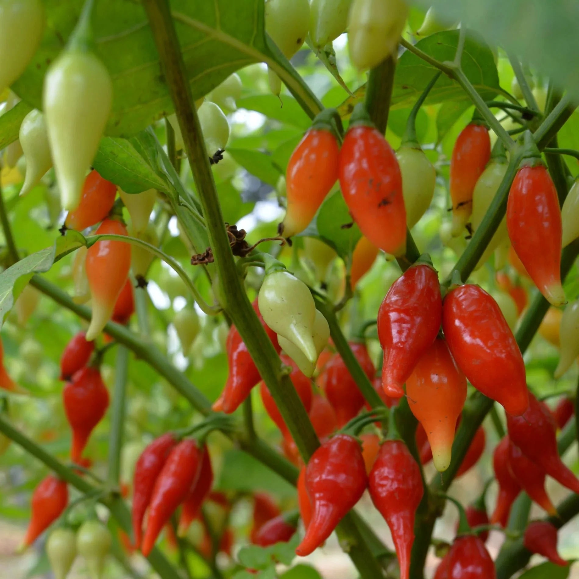 Sweety Drop Pepper vegetable seeds for patio planters and outdoor gardens.