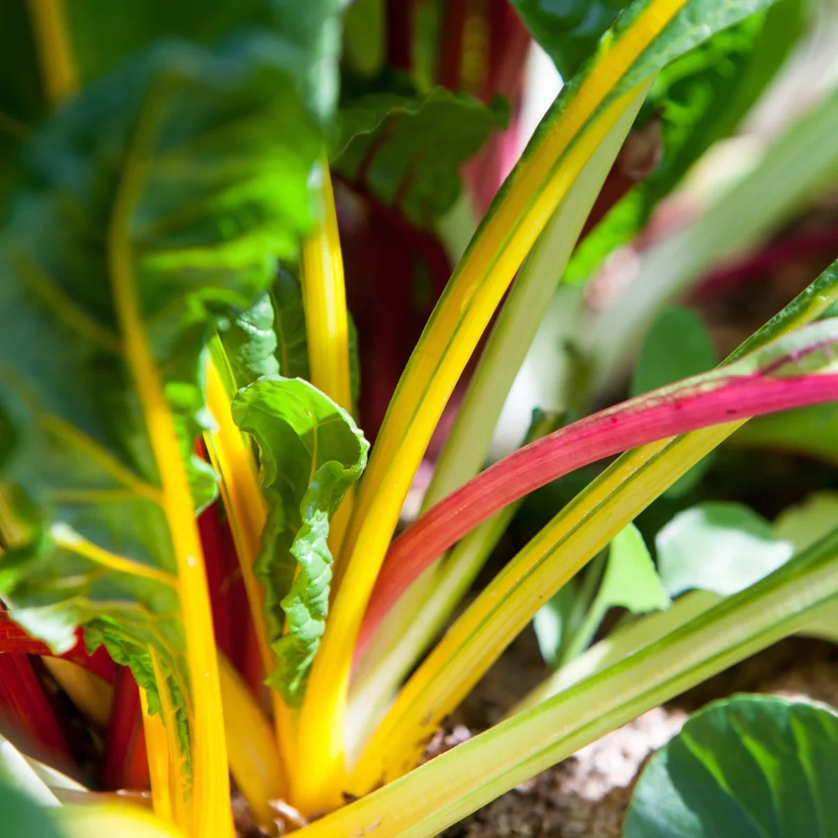 Rainbow Swiss Chard Seeds Heirloom Garden Vegetable for Home Planting