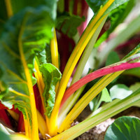 Rainbow Swiss Chard Seeds Heirloom Garden Vegetable for Home Planting