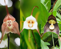 Red Monkey Face Flower seeds for Planting - Premium Quality, Heirloom & GMO Free Seeds for Home Garden