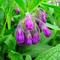 Symphytum officinale herb seeds suitable for cottage gardens and containers.
