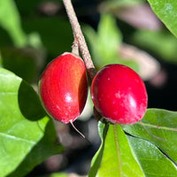 Synsepalum Dulcificum Miracle Berry seeds for planting in home gardens