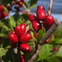 Synsepalum dulcificum seeds for planting in home gardens