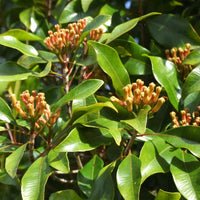 Evergreen Clove plant suitable for herb gardens, raised beds, and outdoor landscapes