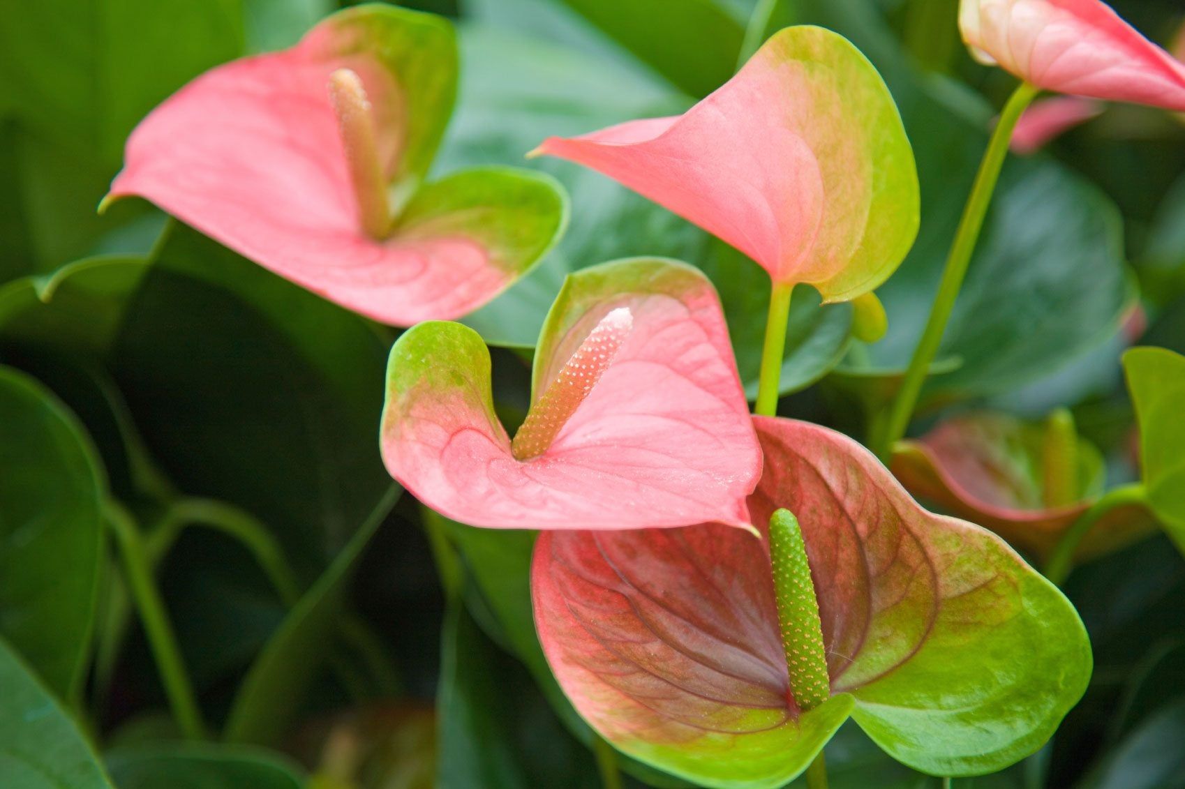 Green-Pink Anthurium Flower seeds for Planting - Colorful Display, Heirloom & GMO Free Seeds for Home Garden