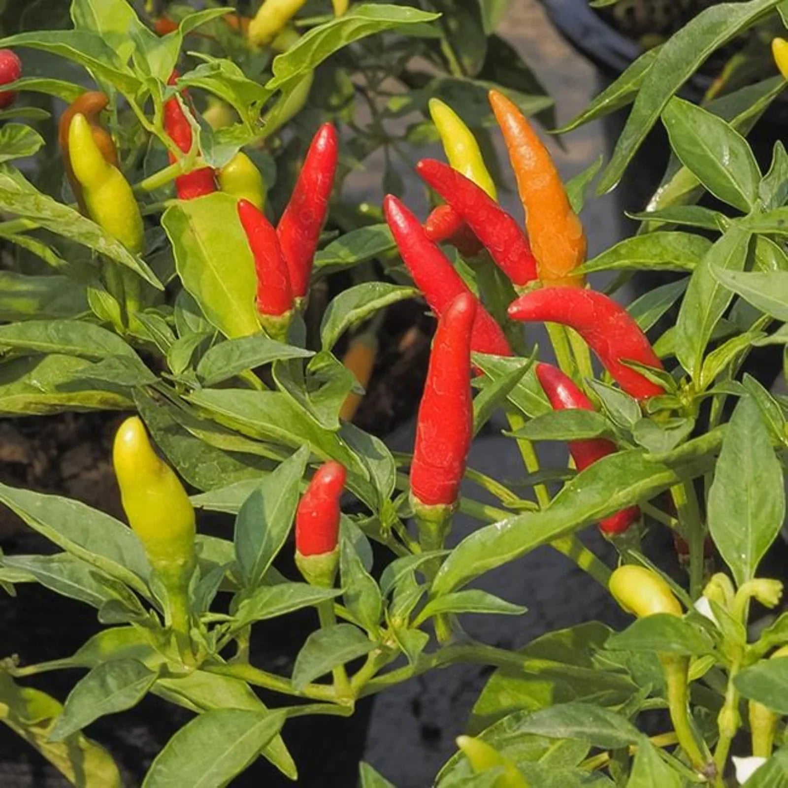 Freshly harvested Tabasco hot peppers from a home garden