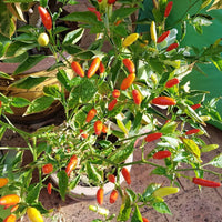 Heirloom Tabasco hot pepper plants growing in a sunny garden
