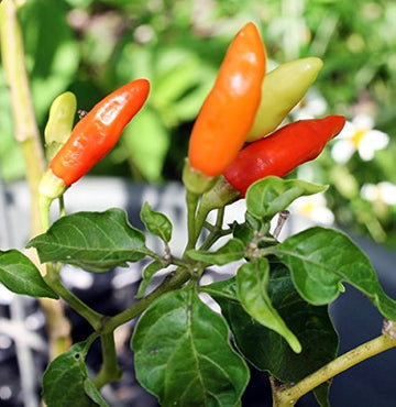 Tabasco hot pepper seeds for home vegetable garden planting