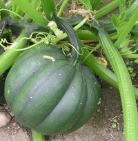 Table Queen Acorn Squash Growing in Home Garden