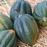 Table Queen Acorn Squash Seeds for Planting